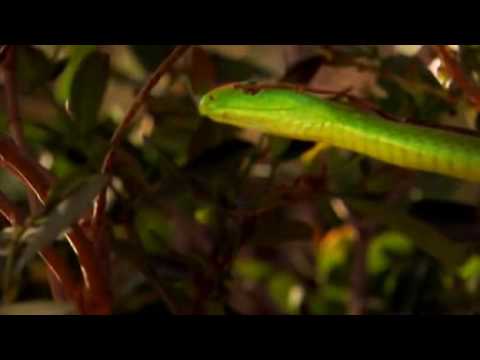 Deadly Green Mamba almost invisible