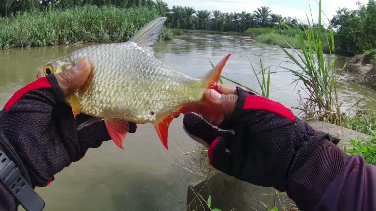 UMPAN IKAN LAMPAM PALING BERKESAN