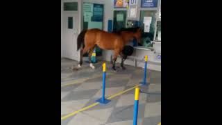 Cavalo invade lotérica, assusta clientes e vira piada na cidade de Cuité,  na PB; veja vídeo, Paraíba