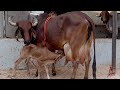100% Pure Gir Cow Aravali dairy Farm 25 Liter 9414745465