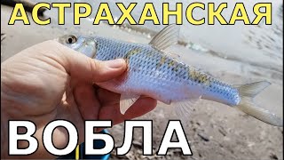 Астраханская ВОБЛА; Рыбалка в Астрахани.