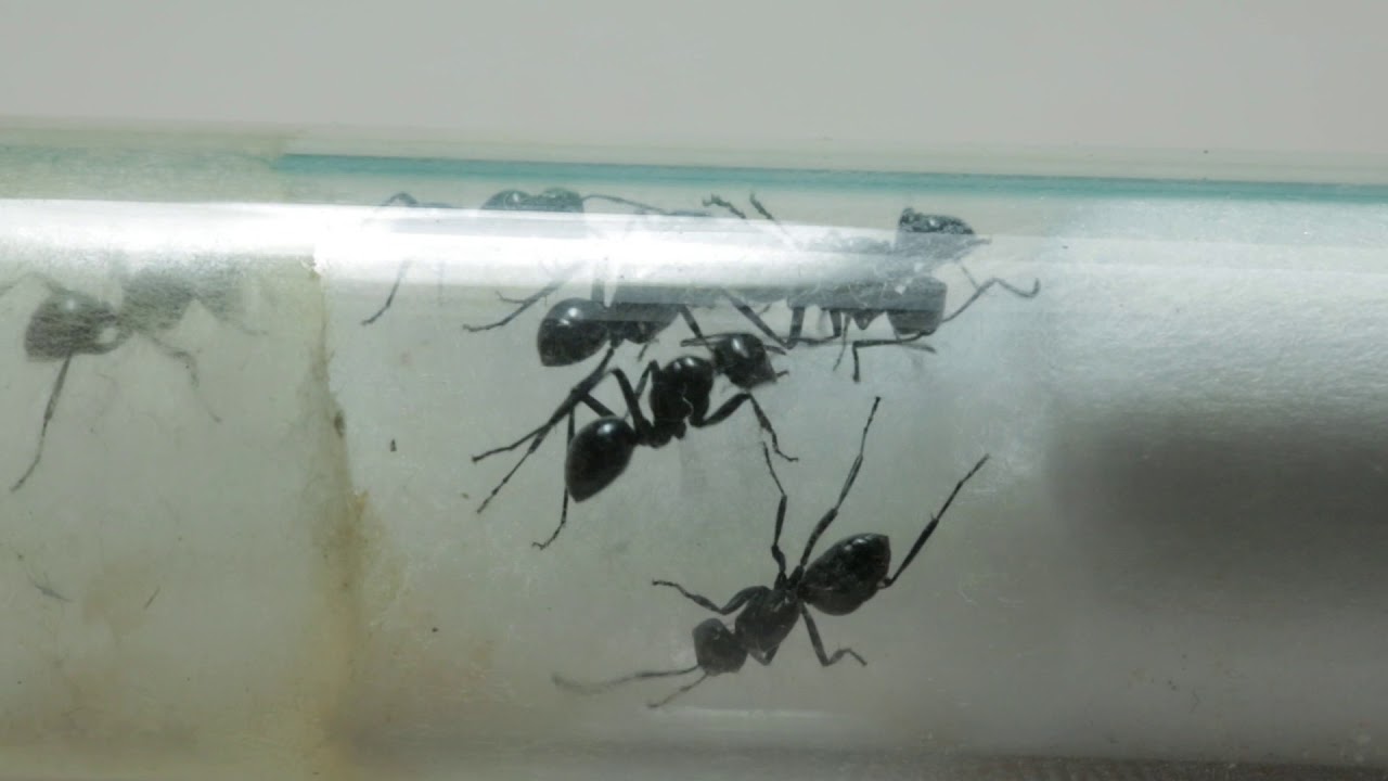 HIDDEN VIDEO: New Polyrhachis Ants (species: Polyrhachis semiinermis - lesser weaver ants!!!) - HIDDEN VIDEO: New Polyrhachis Ants (species: Polyrhachis semiinermis - lesser weaver ants!!!)