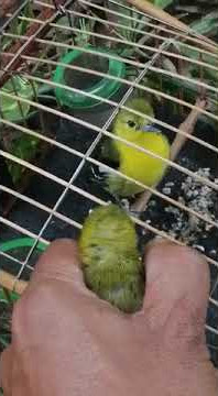 DENAK POWER BURUNG KUNYIT/SIRTU CIPOH