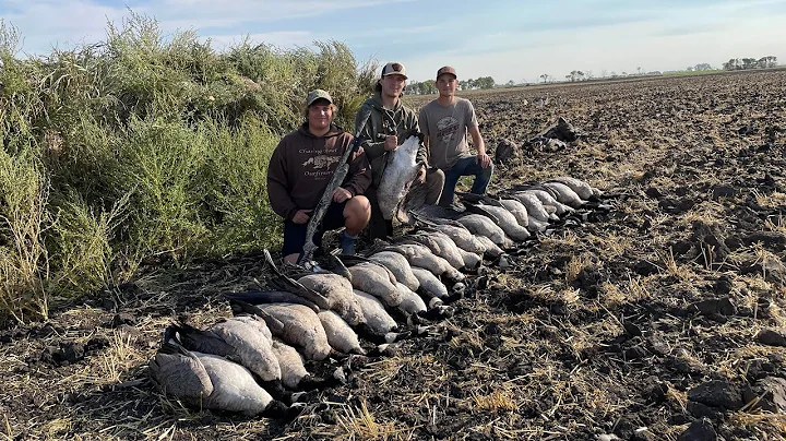 BEST Way To Hunt Geese in a Tilled Field! (We Shot a Band!)