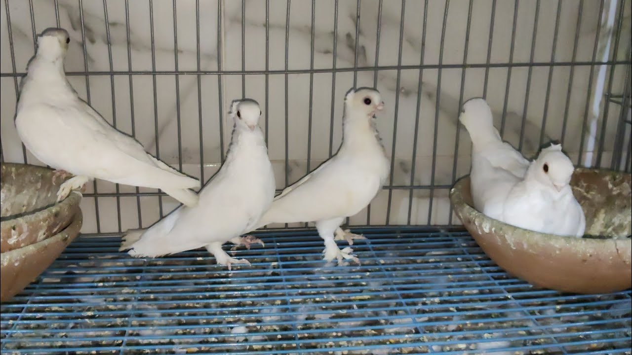 موجود مجموعه حمام كشكو 📯 و شقلباظات و زاجل و كلزات ✍️ 01015811099#العناني 