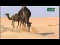 ياطويل الصوت جر الصوت جره لقبيلة المره اهل الابل المجاهيم ياطويل الصوت جر الصوت جره لقبيلة المره اهل الابل المجاهيم