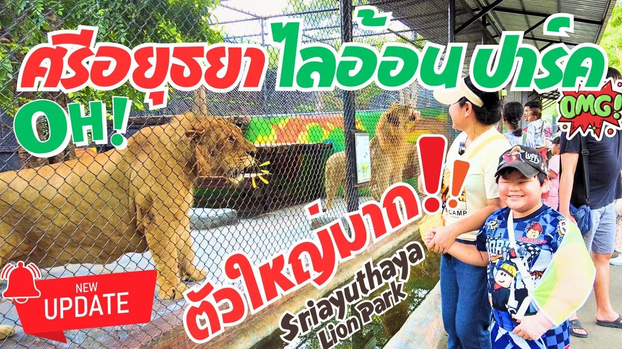 สิงโตตัวใหญ่เท่าวัว! มันคือ ไลเกอร์เจ้าแมวยักษ์  ศรีอยุธยา ไลอ้อน ปาร์ค Sriayuthaya Lion Park  2025