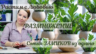 Размножение замиокулькаса листом