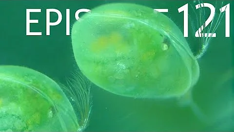 Episode 121 - Early Crustacean Evolution