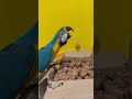 Смешной попугай ара