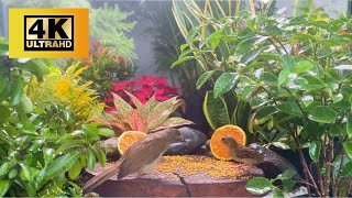 Cat TV for Cats to Watch 😺 Funny & Cute Squirrels Chipmunks and Birds 🐿 24 Hours 4K HDR