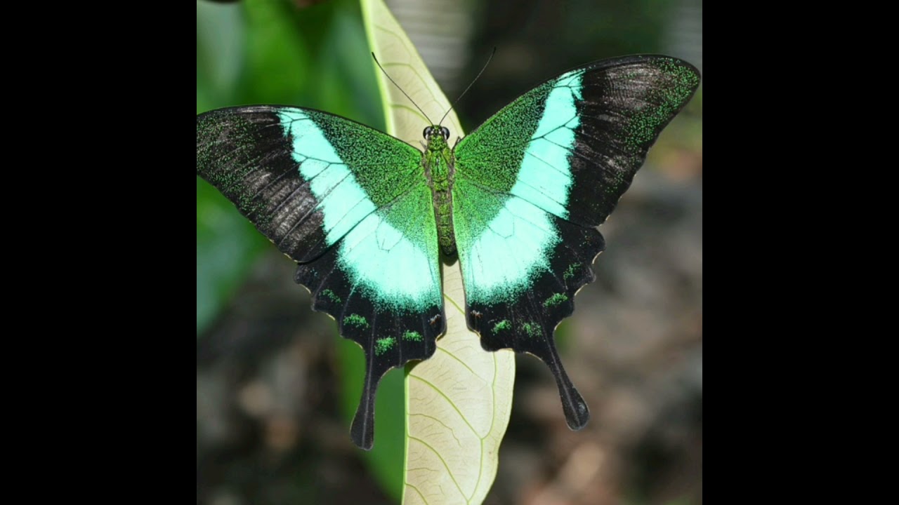 Butterflies Of IndiaMalabar Banded Peacock/Buddha Mayoori/Papilio