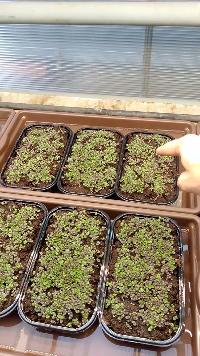базилик basil микрозелень microgreen #базилик #basil #микрозелень # ...