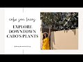 Exploring Plants &amp; Mango trees in Downtown Cabo San Lucas