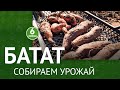 Батат. Собираем урожай. 6 соток 01.11.2021