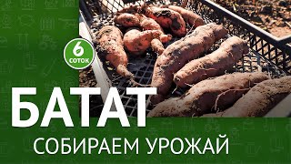 Батат. Собираем урожай. 6 соток 01.11.2021