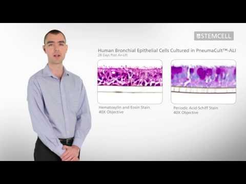 Air-Liquid Interface (ALI) Culture of Bronchial Epithelial Cells with PneumaCult™-ALI Medium Air-Liquid Interface (ALI) Culture of Bronchial Epithelial Cells with PneumaCult™-ALI Medium