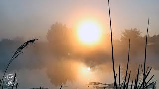 Нежный Туман Ранним Утром На Озере. Красивый Рассвет. Приятные Звуки Природы, Квакают Лягушки, Птицы