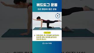 만성 허리 아플 때? 이 동작 하나면 끝! #버드도그운동 I 은평구 정형외과