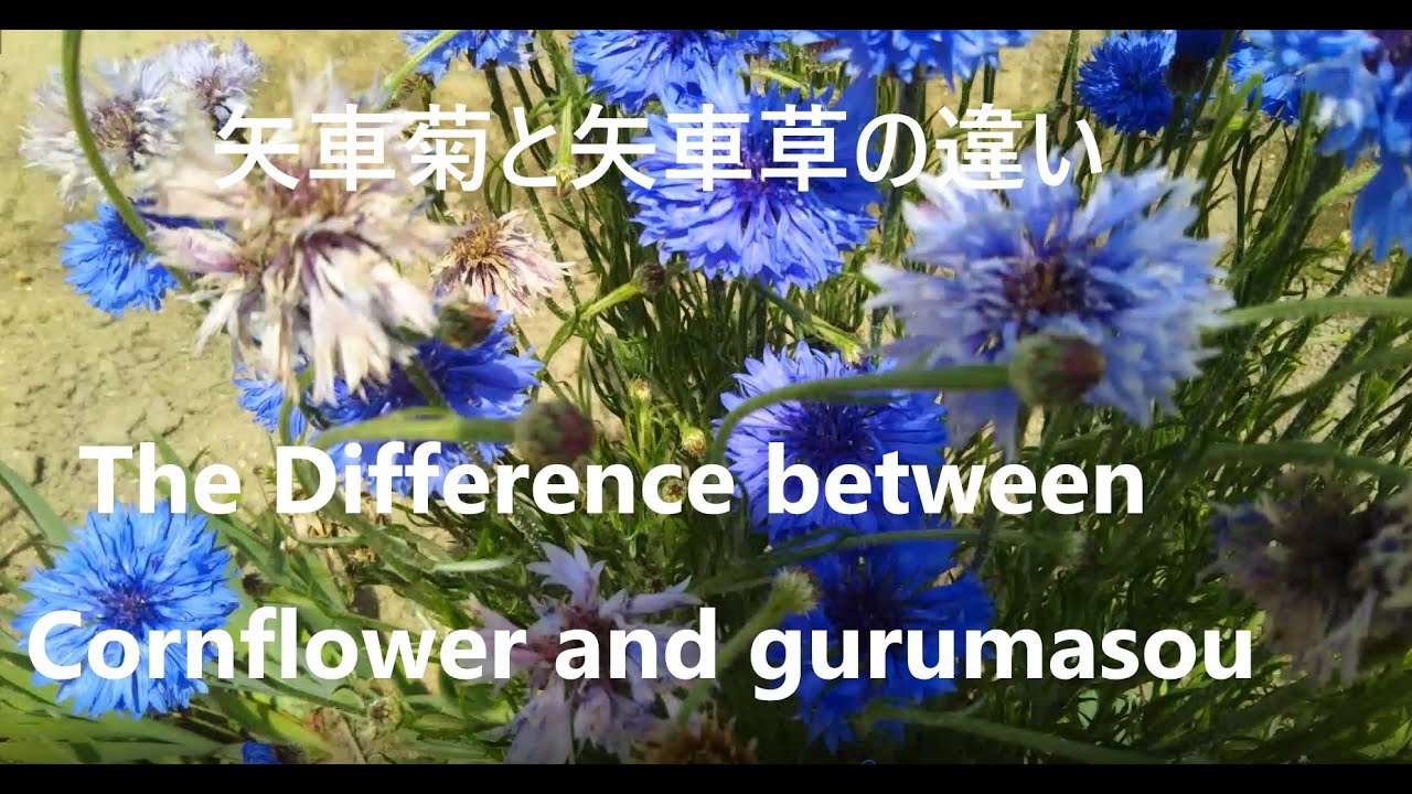 矢車菊と矢車草の違い The Difference Between Cornflower And Gurumasou Youtube