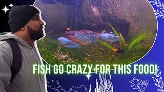 Fish Go Crazy For Live Blackworms Tamil Aquarium Feeding Video
