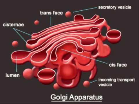 Golgi Apparatus - YouTube golgi body diagram labeled 