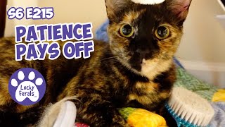Patience Pays Off, Whack A Mole Smart Cat Toy - S6 E215 - Taming Feral Cats, Rescued Cats