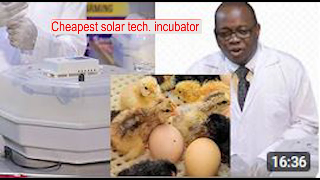 FARMING IN UGANDA: THE CHEAPEST EGG HATCHING TECHNOLOGY, SOLAR INCUBATOR part 2