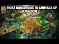 Top 10 Most Dangerous Animals in the World 😱 You Won't Believe #1 | Hadi Jungle