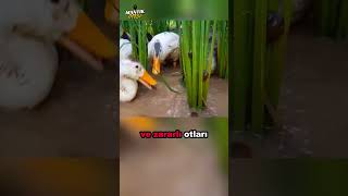 Ördeklerin Gücüyle Kurulan Sistem