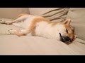 柴犬だいふくのひたすら眠い [ Shibainu Daifuku is very very sleepy ]