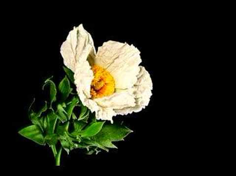 Time Lapse Of Matilija Poppy Flower Take 2