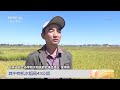 中国三农报道 吉林舒兰 新技术新方式 水稻提前成熟 农业致富经 Agriculture And Farming 中国三农报道 吉林舒兰 新技术新方式 水稻提前成熟 农业致富经 Agriculture And Farming