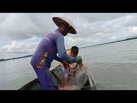 Video: Cara Menangkap & Apa Yang Harus Dilakukan Dengan Kucing Liar (Liar)