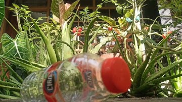 [short cinematic video] Ayo Membuang Sampah Pada Tempatnya Agar Lingkungan Menjadi Bersih!