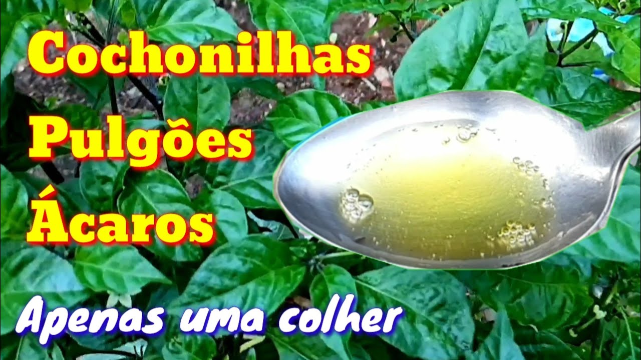 Uma colher acaba com as pragas da horta mais fácil só a mão de Deus