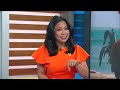 Bay Area’s 11-year-old 'Moana' star Amaya Masoli speaks to ABC7 as blockbuster drops