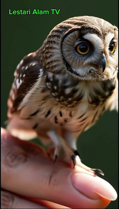 Mini Owl That Can Sit on Your Finger!#Shorts #Owl #CuteAnimals #Wildlife