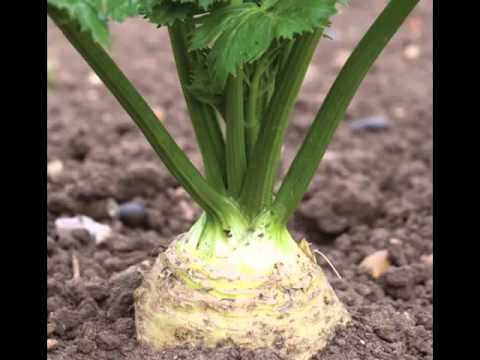 Celeriac Vegetable Health Benefits