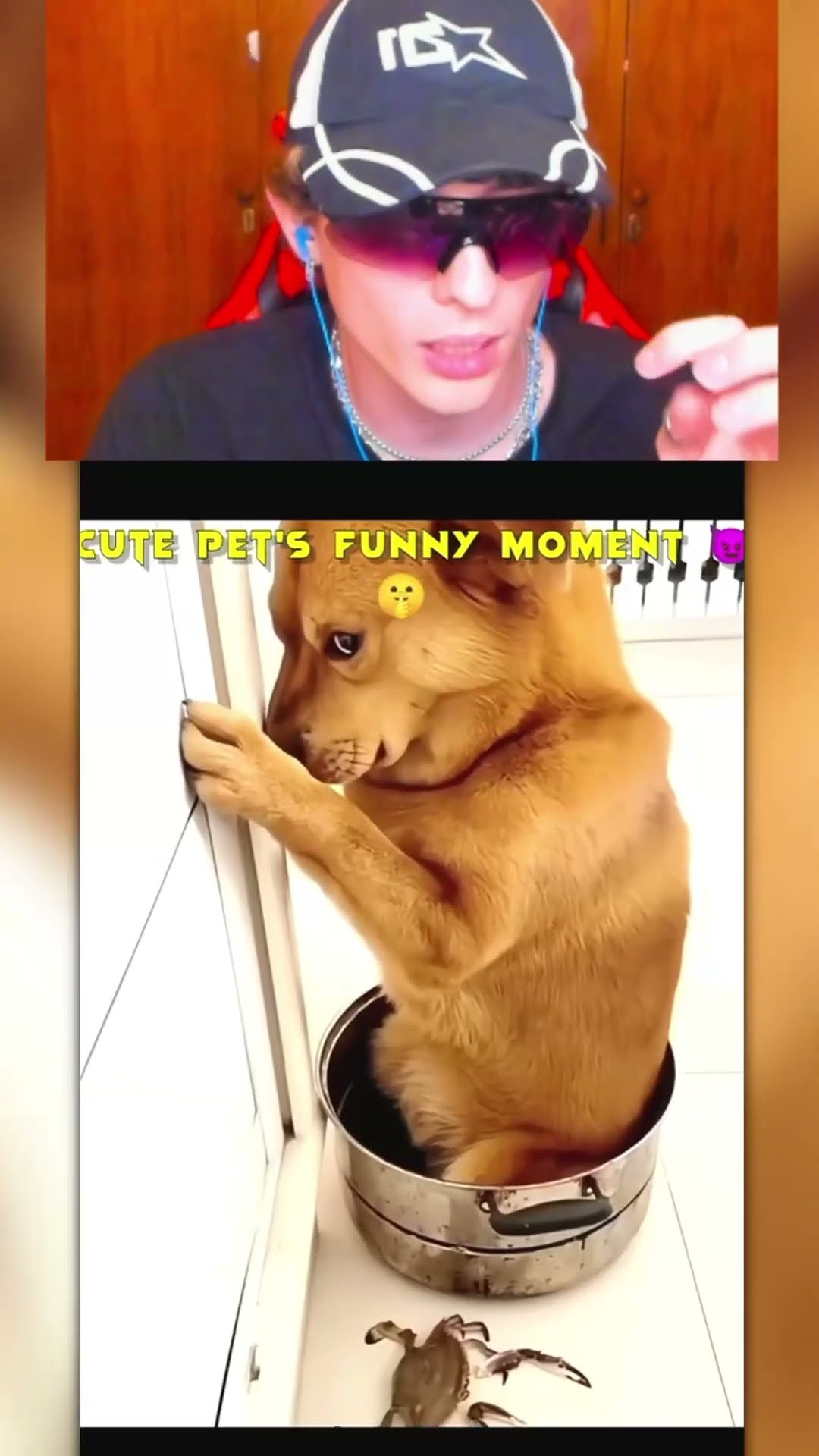 Momentos GRACIOSOS mascotas?