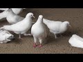 #Astrakhan #Pigeons  Мои Летные-Бойные Белые Голуби!