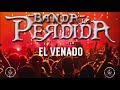 Video de Venado