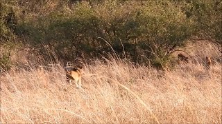 Sirikoi Male Lion Has Zero Tolerance For Hyenas