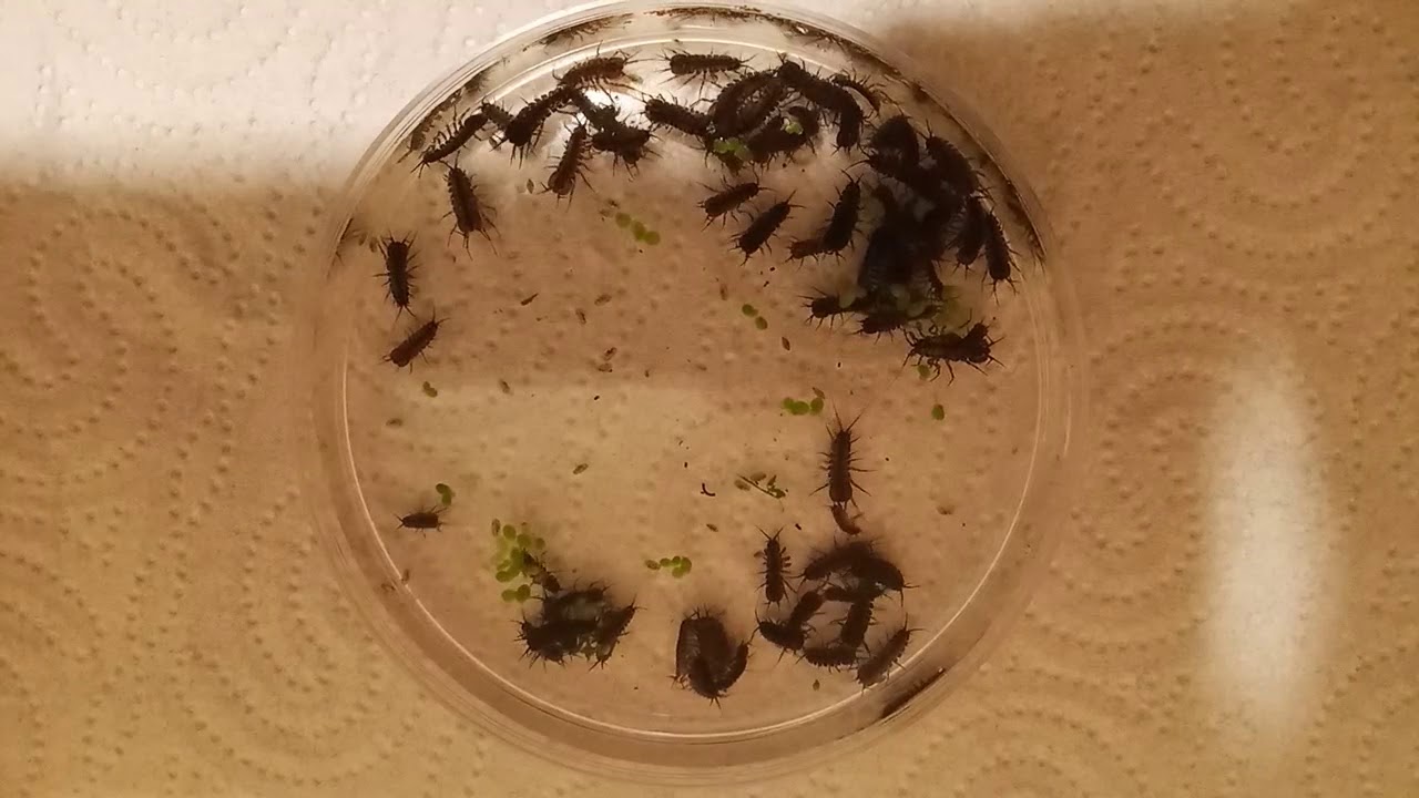 Ośliczka pospolita (Asellus aquaticus). Waterlouse (Asellus aquaticus).