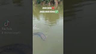 Mama Janda Anak Ramai Padu