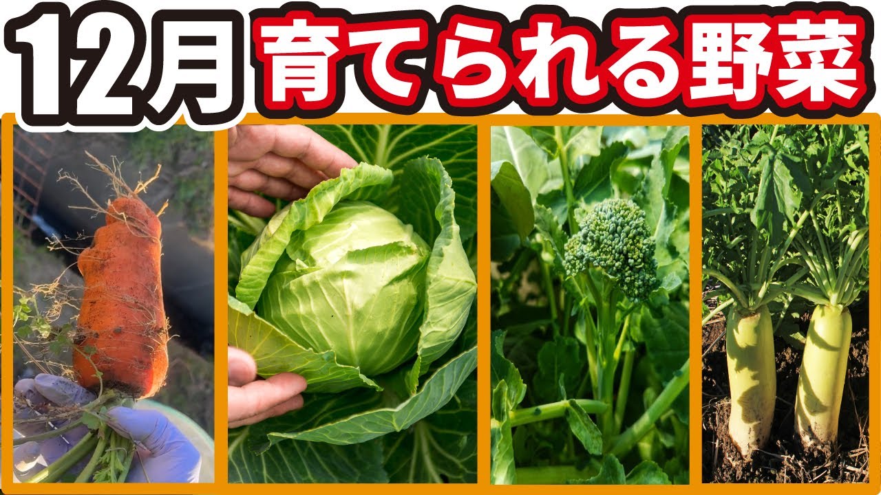 12 月 植える 野菜