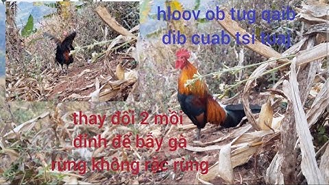 Bẫy gà rừng như lạnh quá gà rừng không gáy. cuab qaib qus ntuj no no qaib tsi qua li