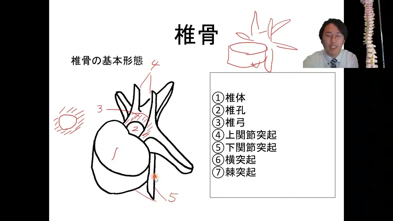 66 体幹 脊椎について｜筋の起始停止・運動学映像授業を全公開！