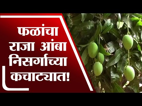 फळांचा राजा आंबा निसर्गाच्या कचाट्यात, बागायतदारांची सरकारकडे मदत | Ratnagiri | Mango |