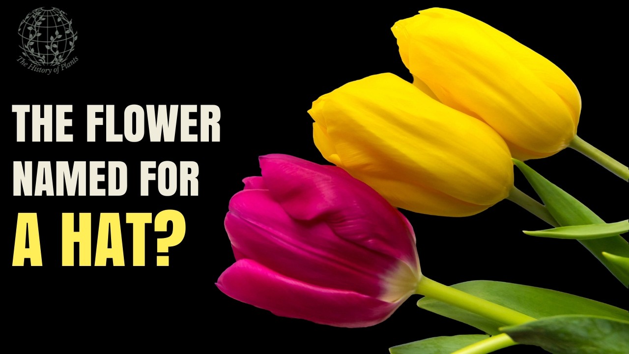 The Untold History of the Tulip